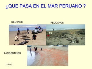 ¿QUE PASA EN EL MAR PERUANO ?


       DELFINES   PELICANOS




LANGOSTINOS



31/05/12
 