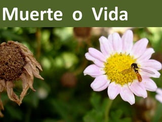 Muerte  o  Vida