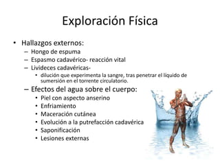 Asfixia por sumersiónLa penetración de la columna líquida en las vías respiratorias llega a inundar los alvéolos pulmonares:Se  mezcla el aire residual pulmonar con el agua y con sustancias y secreciones pulmonares, “hongode espuma”.zonas de dilatación alveolar, adelgazamiento y rotura de las paredes alveolares, rotura de capilares perialveolares, enfisema hidroaéreo.Síndrome de Insuficiencia Respiratoria severa.
