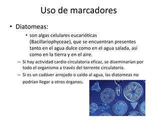 Exploración FísicaOído medio- focos de infiltración hemorrágicaSangre- hemodiluciónSenos paranasales- aguaTinción del tronco aórtico- diferenciación de sumersión en agua dulce o salada. 