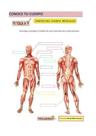 CONOCE TU CUERPO
PARTES DEL CUERPO. MÚSCULOS
Investiga y averigua el nombre de estos músculos del cuerpo humano.
Tenemos más de 600 músculos
 