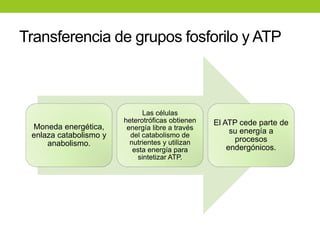 Fundamentos de Bioenergetica | PPTX