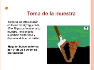 Recorra los lotes al azar
en forma de zigzag y cada
15 o 30 pasos tome una su
muestra, limpiando la
superficie del terreno y
depositándola en el balde.
Haga un hueco en forma
de “V” de 20 a 30 cm de
profundidad
 