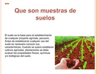 El suelo es la base para el establecimiento
de cualquier proyecto agrícola, pecuario,
Antes de establecerse cualquier uso del
suelo es necesario conocer sus
características. Cuando se quiere establecer
cultivos agrícolas, plantaciones se debe
evaluar las propiedades físicas, químicas
y/o biológicas del suelo.
 