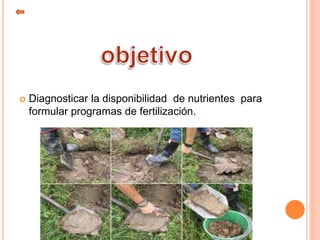  Diagnosticar la disponibilidad de nutrientes para
formular programas de fertilización.
 