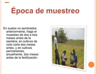 En suelos no sembrados
anteriormente, haga el
muestreo de dos a tres
meses antes de la
siembra; en cultivos de
ciclo corto dos meses
antes, y en cultivos
permanentes,
anualmente, dos meses
antes de la fertilización.
 