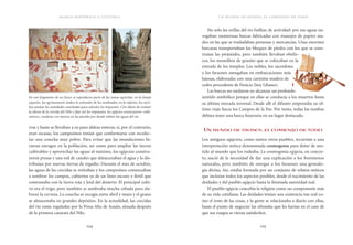 marco histórico y cultural
124 125
un mundo de dioses: el comienzo de todo
No solo las orillas del río bullían de actividad: por sus aguas na-
vegaban numerosas barcas fabricadas con manojos de papiro ata-
dos en las que se trasladaban personas y mercancías. Unas enormes
barcazas transportaban los bloques de piedra con los que se cons-
truían las pirámides, pero también llevaban obelis-
cos, los monolitos de granito que se colocaban en la
entrada de los templos. Los nobles, los sacerdotes
y los faraones navegaban en embarcaciones más
lujosas, elaboradas con una carísima madera de
cedro procedente de Fenicia (hoy Líbano).
Las barcas no tardaron en alcanzar un profundo
sentido simbólico porque en ellas se conducía a los muertos hasta
su última morada terrenal. Desde allí el difunto emprendía su úl-
timo viaje hacia los Campos de la Paz. Por tanto, todas las tumbas
debían tener una barca funeraria en un lugar destacado.
Un mundo de dioses: el comienzo de todo
Los antiguos egipcios, como tantos otros pueblos, recurrían a una
interpretación mítica denominada cosmogonía para dotar de sen-
tido al mundo que los rodeaba. La cosmogonía egipcia, en concre-
to, nació de la necesidad de dar una explicación a los fenómenos
naturales, pero también de otorgar a los faraones una genealo-
gía divina. Así, estaba formada por un conjunto de relatos míticos
que incluían todos los aspectos posibles, desde el nacimiento de las
deidades y del pueblo egipcio hasta la ilimitada autoridad real.
El pueblo egipcio concebía la religión como un componente más
de su vida cotidiana. Las deidades tenían una existencia tan real co-
mo el resto de las cosas, y la gente se relacionaba a diario con ellas,
hasta el punto de negociar las ofrendas que les harían en el caso de
que sus ruegos se vieran satisfechos.
En este fragmento de un fresco se reproducen parte de las tareas agrícolas: en la franja
superior, los agrimensores miden la extensión de los sembrados; en la inferior, los escri­
bas anotan las cantidades cosechadas para calcular los impuestos. Con objeto de evaluar
la altura de la crecida del Nilo y fijar así los impuestos, los egipcios construyeron «niló­
metros», escaleras con marcas en las paredes por donde subían las aguas del río.
rras y hasta se llevaban a su paso aldeas enteras; si, por el contrario,
eran escasas, los campesinos tenían que conformarse con recolec-
tar una cosecha muy pobre. Para evitar que las inundaciones hi-
cieran estragos en la población, así como para ampliar las tierras
cultivables y aprovechar las aguas al máximo, los egipcios constru-
yeron presas y una red de canales que almacenaban el agua y la dis-
tribuían por nuevas tierras de regadío. Durante el mes de octubre,
las aguas de las crecidas se retiraban y los campesinos comenzaban
a sembrar los campos, cubiertos ya de un limo oscuro y fértil que
contrastaba con la tierra roja y letal del desierto. El principal culti-
vo era el trigo, pero también se sembraba mucha cebada para ela-
borar la cerveza. La cosecha se recogía entre abril y mayo y el grano
se almacenaba en grandes depósitos. En la actualidad, las crecidas
del río están reguladas por la Presa Alta de Asuán, situada después
de la primera catarata del Nilo.
 