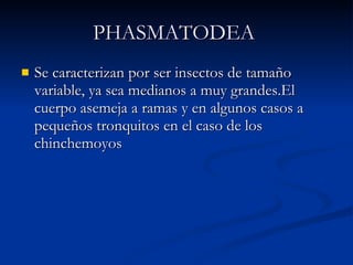 PHASMATODEA   Se caracterizan por ser insectos de tamaño variable, ya sea medianos a muy grandes.El cuerpo asemeja a ramas y en algunos casos a pequeños tronquitos en el caso de los chinchemoyos  