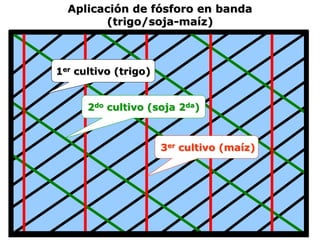 Aplicación de fósforo en banda
(trigo/soja-maíz)
1er cultivo (trigo)
2do cultivo (soja 2da)
3er cultivo (maíz)
 