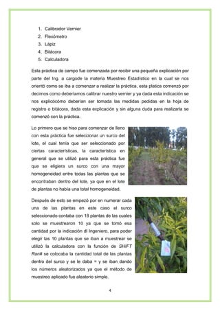 4
1. Calibrador Vernier
2. Flexómetro
3. Lápiz
4. Bitácora
5. Calculadora
Esta práctica de campo fue comenzada por recibir una pequeña explicación por
parte del Ing. a cargode la materia Muestreo Estadístico en la cual se nos
orientó como se iba a comenzar a realizar la práctica, esta platica comenzó por
decirnos como deberíamos calibrar nuestro vernier y ya dada esta indicación se
nos explicócómo deberían ser tomada las medidas pedidas en la hoja de
registro o bitácora, dada esta explicación y sin alguna duda para realizarla se
comenzó con la práctica.
Lo primero que se hiso para comenzar de lleno
con esta práctica fue seleccionar un surco del
lote, el cual tenía que ser seleccionado por
ciertas características, la característica en
general que se utilizó para esta práctica fue
que se eligiera un surco con una mayor
homogeneidad entre todas las plantas que se
encontraban dentro del lote, ya que en el lote
de plantas no había una total homogeneidad.
Después de esto se empezó por en numerar cada
una de las plantas en este caso el surco
seleccionado contaba con 18 plantas de las cuales
solo se muestrearon 10 ya que se tomó esa
cantidad por la indicación dl Ingeniero, para poder
elegir las 10 plantas que se iban a muestrear se
utilizó la calculadora con la función de SHIFT
Ran# se colocaba la cantidad total de las plantas
dentro del surco y se le daba = y se iban dando
los números aleatorizados ya que el método de
muestreo aplicado fue aleatorio simple.
 