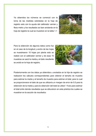 5
Ya obtenidos los números se comenzó con la
toma de las medidas solicitadas en la hoja de
registro esto con la ayuda del calibrador vernier y
flexo metro y los resultados se iban anotando en la
hoja de registro la cual se muestran en la tabla 1.1
Para la obtención de algunos datos como fue
en el caso de la longitud y ancho de las hojas
se muestrearon 10 hojas por planta esto se
realizó con el calibrador vernier y de esas 10
muestras se sacó la media y el dato resultante
se anotó en la hoja de registro.
Posteriormente con los datos ya obtenidos u anotados en la hija de registro se
realizaron los cálculos correspondientes para obtener el tamaño de muestra
para estimar la media y el tamaño de muestra para estimar el total, para lo cual
se proporcionaron el dato de que se utilizaría un margen de error de 0.5 para la
obtención de la media y para la obtención del total se utilizó 1 fruto para estimar
el total entre demás resultados que se obtuvieron en esta práctica los cuales se
muestran en la sección de resultados.
 