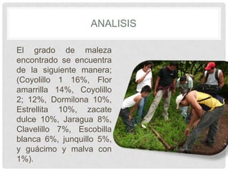 ANALISIS
El grado de maleza
encontrado se encuentra
de la siguiente manera;
(Coyolillo 1 16%, Flor
amarrilla 14%, Coyolillo
2; 12%, Dormilona 10%,
Estrellita 10%, zacate
dulce 10%, Jaragua 8%,
Clavelillo 7%, Escobilla
blanca 6%, junquillo 5%,
y guácimo y malva con
1%).
 