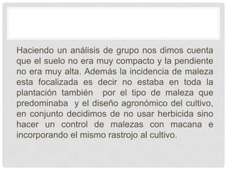 Haciendo un análisis de grupo nos dimos cuenta
que el suelo no era muy compacto y la pendiente
no era muy alta. Además la incidencia de maleza
esta focalizada es decir no estaba en toda la
plantación también por el tipo de maleza que
predominaba y el diseño agronómico del cultivo,
en conjunto decidimos de no usar herbicida sino
hacer un control de malezas con macana e
incorporando el mismo rastrojo al cultivo.
 