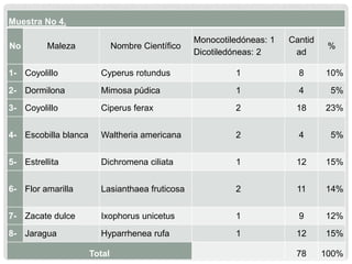Muestra No 4.
No Maleza Nombre Científico
Monocotiledóneas: 1
Dicotiledóneas: 2
Cantid
ad
%
1- Coyolillo Cyperus rotundus 1 8 10%
2- Dormilona Mimosa púdica 1 4 5%
3- Coyolillo Ciperus ferax 2 18 23%
4- Escobilla blanca Waltheria americana 2 4 5%
5- Estrellita Dichromena ciliata 1 12 15%
6- Flor amarilla Lasianthaea fruticosa 2 11 14%
7- Zacate dulce Ixophorus unicetus 1 9 12%
8- Jaragua Hyparrhenea rufa 1 12 15%
Total 78 100%
 