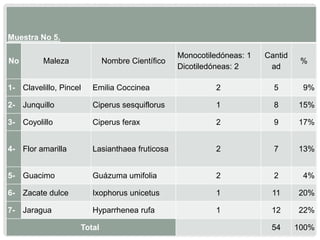 Muestra No 5.
No Maleza Nombre Científico
Monocotiledóneas: 1
Dicotiledóneas: 2
Cantid
ad
%
1- Clavelillo, Pincel Emilia Coccinea 2 5 9%
2- Junquillo Ciperus sesquiflorus 1 8 15%
3- Coyolillo Ciperus ferax 2 9 17%
4- Flor amarilla Lasianthaea fruticosa 2 7 13%
5- Guacimo Guázuma umifolia 2 2 4%
6- Zacate dulce Ixophorus unicetus 1 11 20%
7- Jaragua Hyparrhenea rufa 1 12 22%
Total 54 100%
 