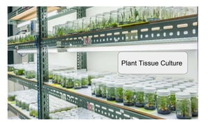 p
Plant Tissue Culture
 