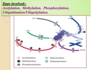 Steps involved:-
Acetylation, Methylation, Phosphorylation,
Ubiquitination/Ubiquitylation.
 