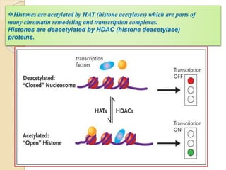 Histones are acetylated by HAT (histone acetylases) which are parts of
many chromatin remodeling and transcription complexes.
Histones are deacetylated by HDAC (histone deacetylase)
proteins.
 