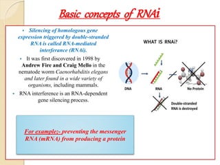 Basic concepts of RNAi
 Silencing of homologous gene
expression triggered by double-stranded
RNA is called RNA-mediated
interferance (RNAi).
 It was first discovered in 1998 by
Andrew Fire and Craig Mello in the
nematode worm Caenorhabditis elegans
and later found in a wide variety of
organisms, including mammals.
 RNA interference is an RNA-dependent
gene silencing process.
For example;- preventing the messenger
RNA (mRNA) from producing a protein
 