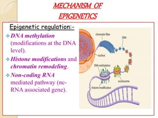 MECHANISM OF
EPIGENETICS
Epigenetic regulation:-
DNA methylation
(modifications at the DNA
level).
Histone modifications and
chromatin remodeling.
Non-coding RNA
mediated pathway (nc-
RNA associated gene).
 