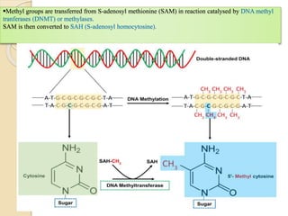 Methyl groups are transferred from S-adenosyl methionine (SAM) in reaction catalysed by DNA methyl
tranferases (DNMT) or methylases.
SAM is then converted to SAH (S-adenosyl homocytosine).
 