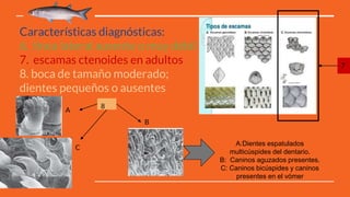 Características diagnósticas:
6. línea lateral ausente o muy débil
7. escamas ctenoides en adultos
8. boca de tamaño moderado;
dientes pequeños o ausentes
7
A
C
B
8
A:Dientes espatulados
multicúspides del dentario.
B: Caninos aguzados presentes.
C: Caninos bicúspides y caninos
presentes en el vómer
 