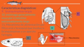 Características diagnósticas:
9. branquiespinas largas
10. estómago generalmente
muscular e intestino
extremadamente largo
11. Mecanismo de alimentación por
filtro oral y branquial que involucra
branquiespinas y un aparato
faríngeo.
9
Píloro bicónico
10
11
 