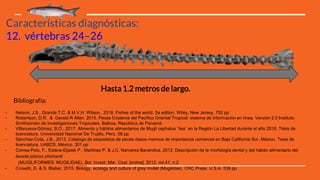 Características diagnósticas:
12. vértebras 24–26
Hasta 1.2 metros de largo.
- Nelson, J.S., Grande T.C. & M.V.H. Wilson, 2016. Fishes of the world. 5a edition. Wiley, New Jersey. 752 pp
- Robertson, D.R. & Gerald R Allen. 2015. Peces Costeros del Pacífico Oriental Tropical: sistema de Información en línea. Versión 2.0 Instituto
Smithsonian de Investigaciones Tropicales, Balboa, República de Panamá.
- Villanueva-Gómez, B.O., 2017. Alimento y hábitos alimentarios de Mugil cephalus ¨lisa¨ en la Región La Libertad durante el año 2016. Tésis de
licenciatura. Universidad Nacional De Trujillo, Perú. 58 pp.
- Sánchez-Cota, J.B., 2013. Catalogo de esqueletos de peces óseos marinos de importancia comercial en Baja California Sur, México. Tesis de
licenciatura. UABCS, México. 301 pp
- Correa-Polo, F., Eslava-Eljaiek P., Martinez P. & J.C. Narvarez-Barandica, 2012. Descripción de la morfología dental y del hábito alimentario del
besote joturus phichardi
(MUGILIFORMES: MUGILIDAE). Bol. Invest. Mar. Cost. [online]. 2012, vol.41, n.2
- Crosetti, D. & S. Blaber, 2015. Biology, ecology and culture of grey mullet (Mugilidae). CRC Press. U.S.A. 539 pp
Bibliografía:
 