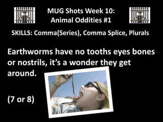 MUG Shots Week 10:
Animal Oddities #1
SKILLS: Comma(Series), Comma Splice, Plurals

Earthworms have no tooths eyes bones
or nostrils, it’s a wonder they get
around.
(7 or 8)

 
