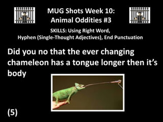 MUG Shots Week 10:
Animal Oddities #3
SKILLS: Using Right Word,
Hyphen (Single-Thought Adjectives), End Punctuation

Did you no that the ever changing
chameleon has a tongue longer then it’s
body

(5)

 