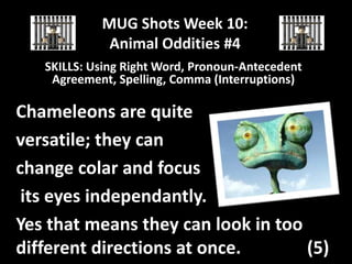 MUG Shots Week 10:
Animal Oddities #4
SKILLS: Using Right Word, Pronoun-Antecedent
Agreement, Spelling, Comma (Interruptions)

Chameleons are quite
versatile; they can
change colar and focus
its eyes independantly.
Yes that means they can look in too
different directions at once.
(5)

 
