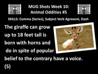 MUG Shots Week 10:
Animal Oddities #5
SKILLS: Comma (Series), Subject Verb Agreeent, Dash

The giraffe can grow
up to 18 feet tall is
born with horns and
do in spite of popular
belief to the contrary have a voice.
(5)

 