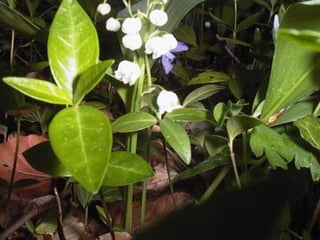 Muguet