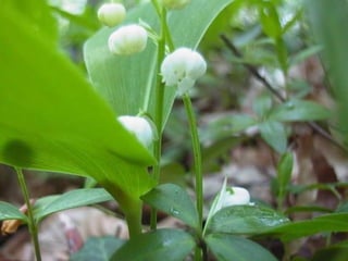 Muguet