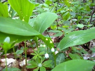Muguet