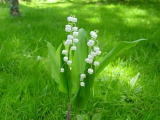 Muguet