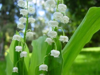 Muguet