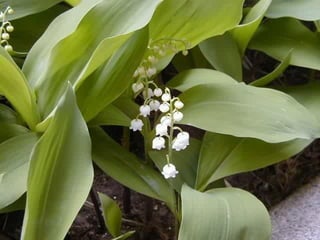 Muguet