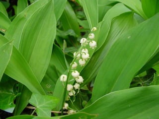 Muguet