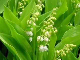 Muguet