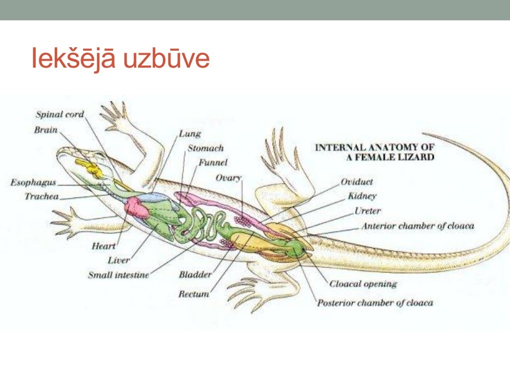 Схема строения ящерицы