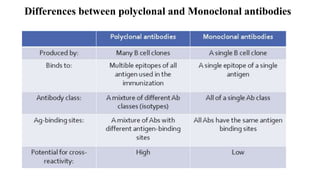 Monoclonal Antibody production | PPTX