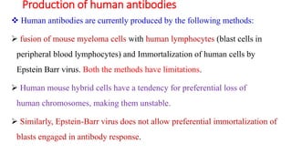 Production of human antibodies
 Human antibodies are currently produced by the following methods:
 fusion of mouse myeloma cells with human lymphocytes (blast cells in
peripheral blood lymphocytes) and Immortalization of human cells by
Epstein Barr virus. Both the methods have limitations.
 Human mouse hybrid cells have a tendency for preferential loss of
human chromosomes, making them unstable.
 Similarly, Epstein-Barr virus does not allow preferential immortalization of
blasts engaged in antibody response.
 