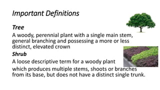 Important Definitions
Tree
A woody, perennial plant with a single main stem,
general branching and possessing a more or less
distinct, elevated crown
Shrub
A loose descriptive term for a woody plant
which produces multiple stems, shoots or branches
from its base, but does not have a distinct single trunk.
 
