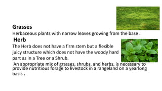 Grasses
Herbaceous plants with narrow leaves growing from the base .
Herb
The Herb does not have a firm stem but a flexible
juicy structure which does not have the woody hard
part as in a Tree or a Shrub.
An appropriate mix of grasses, shrubs, and herbs, is necessary to
provide nutritious forage to livestock in a rangeland on a yearlong
basis .
 