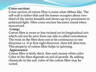 • Cross-section:
Cross-section of cotton fibre is some what ribbon like. The
cell wall is rather thin and the lumen occupies about two-
third of the entire breadth and shows up very prominent in
polarized light. Fibre cross-section becomes round when
mercerized.
Crimp:
Cotton fibre is more or less twisted on its longitudinal axis
which cab not be seen from out side is called convolution.
The twist in the fibre does not to be continuous in one
direction i.e. if at first right direction, then left direction.
This property of cotton fibre helps in spinning.
Appearance:
Cotton fibre is fairly short, fine and creamy white color.
Color of the fibre depends on soil of growth. By adding
chemicals in the soil, color of the cotton fibre may be
varied.
 