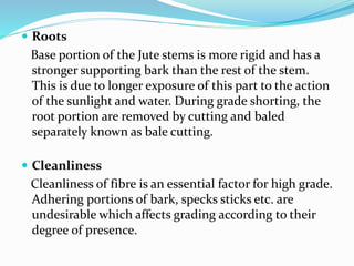  Roots
Base portion of the Jute stems is more rigid and has a
stronger supporting bark than the rest of the stem.
This is due to longer exposure of this part to the action
of the sunlight and water. During grade shorting, the
root portion are removed by cutting and baled
separately known as bale cutting.
 Cleanliness
Cleanliness of fibre is an essential factor for high grade.
Adhering portions of bark, specks sticks etc. are
undesirable which affects grading according to their
degree of presence.
 