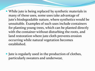  While jute is being replaced by synthetic materials in
many of these uses, some uses take advantage of
jute's biodegradable nature, where synthetics would be
unsuitable. Examples of such uses include containers
for planting young trees, which can be planted directly
with the container without disturbing the roots, and
land restoration where jute cloth prevents erosion
occurring while natural vegetation becomes
established.
 Jute is regularly used in the production of clothes,
particularly sweaters and underwear,
 