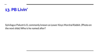 13. PB Livin’
Sylvilagus Palustris X, commonly known as Lower Keys Marshal Rabbit. (Photo on
the next slide) Who is he named after?
 