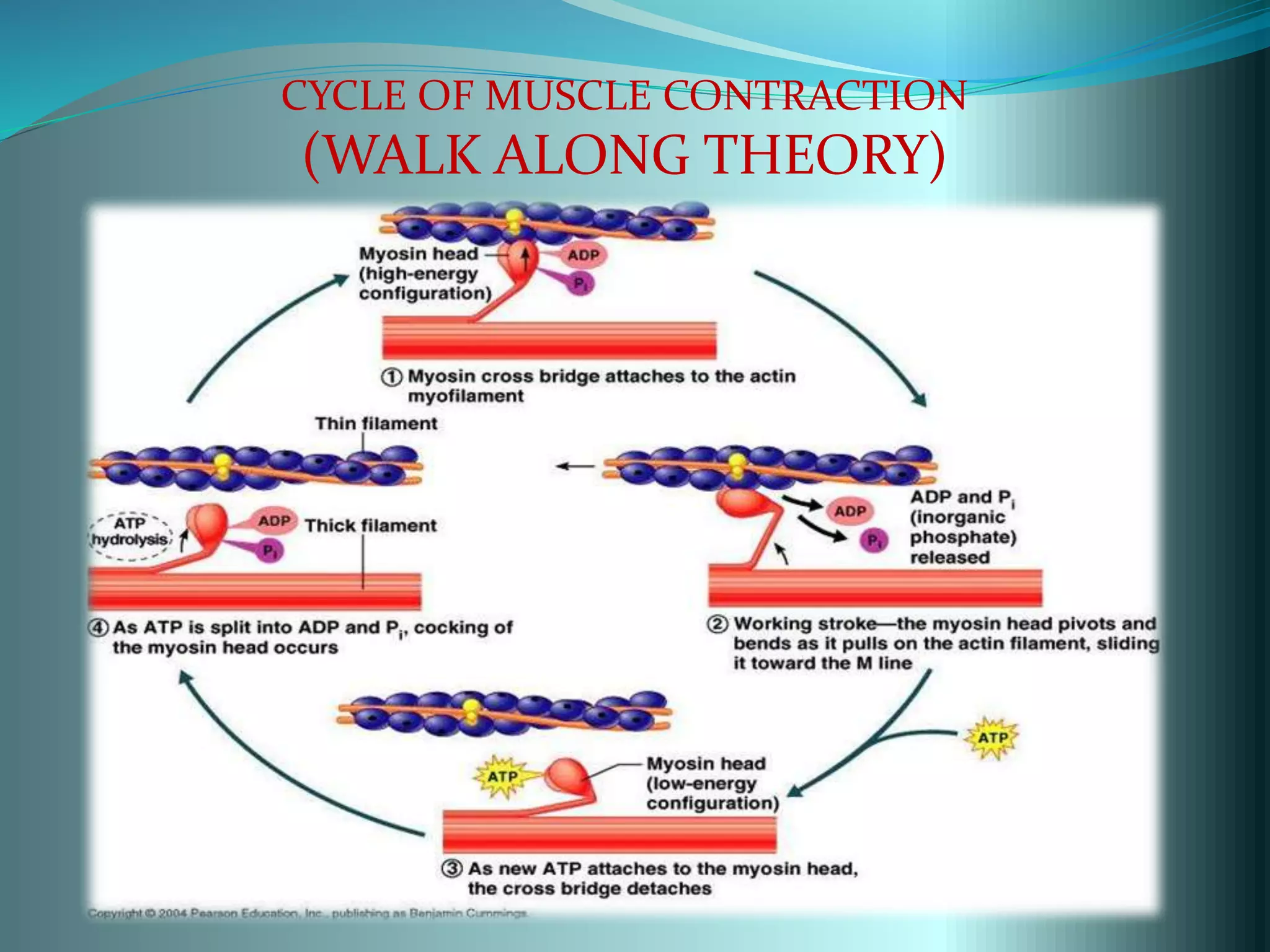 actin and myosin interaction | PPTX